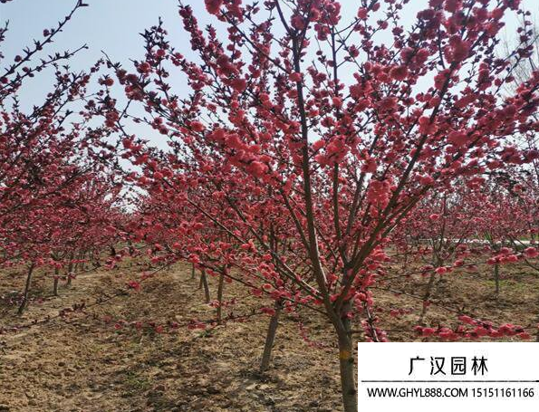 紅葉碧桃