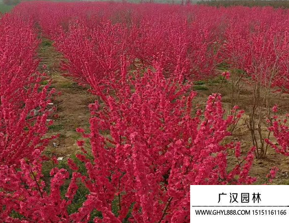 紅葉碧桃