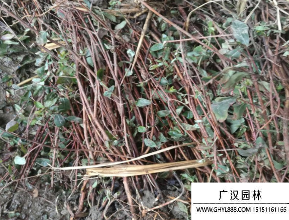 金絲梅