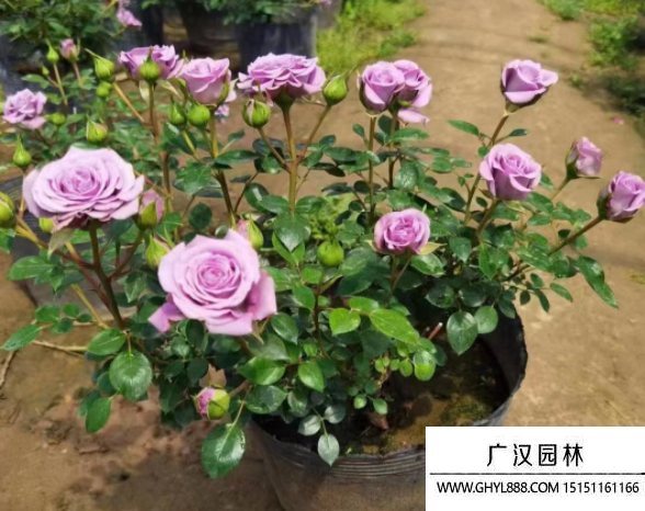 歐月