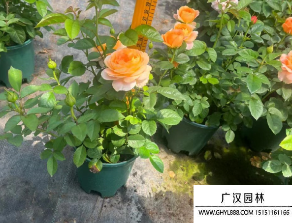 歐月玫瑰