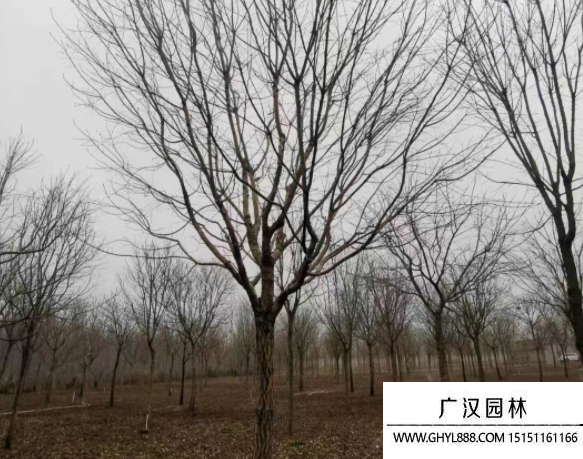 流蘇樹