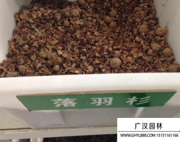 落羽杉種子