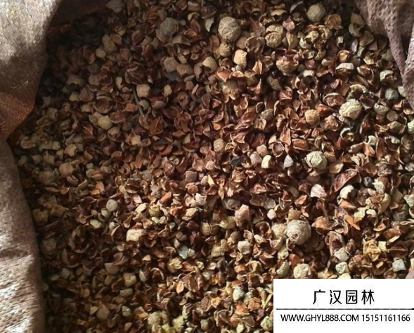 落羽杉種子