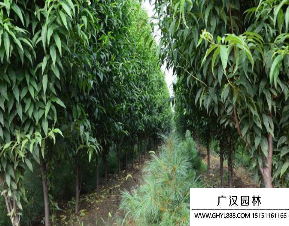龍柱碧桃