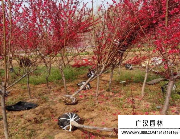 龍柱碧桃