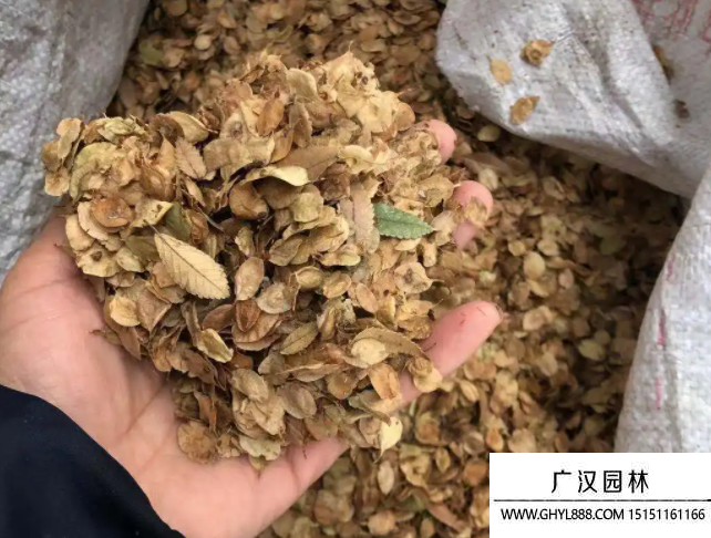 榔榆種子