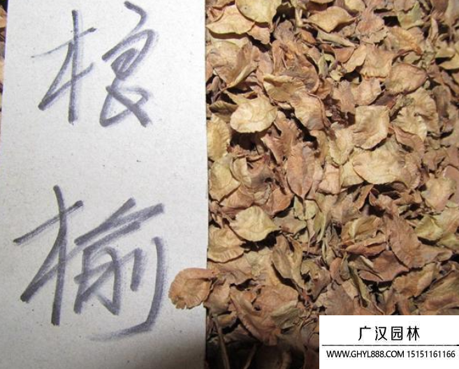 榔榆種子