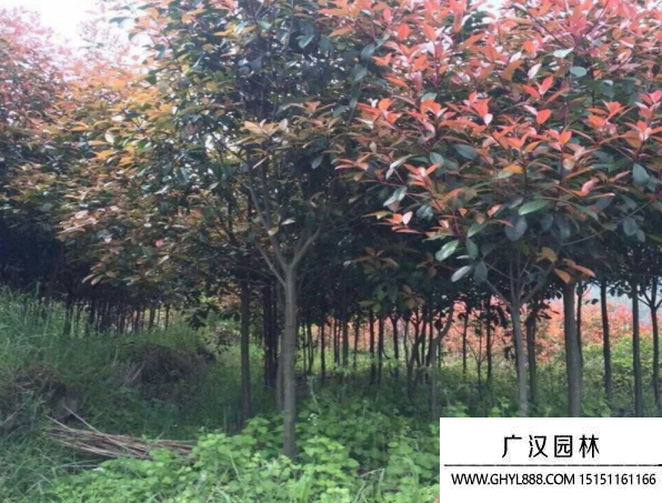 獨桿石楠