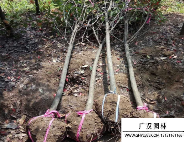 獨桿石楠