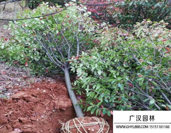 獨桿石楠