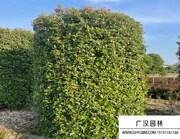 紅葉石楠柱