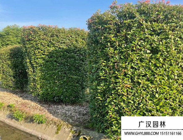 紅葉石楠柱