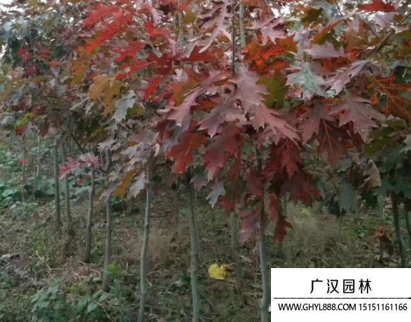 歐洲紅櫟