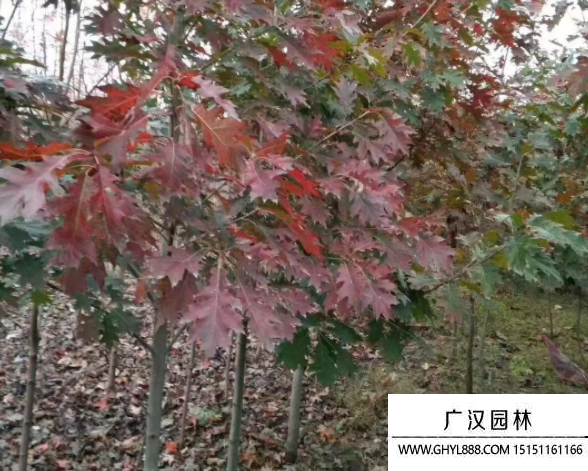 歐洲紅櫟