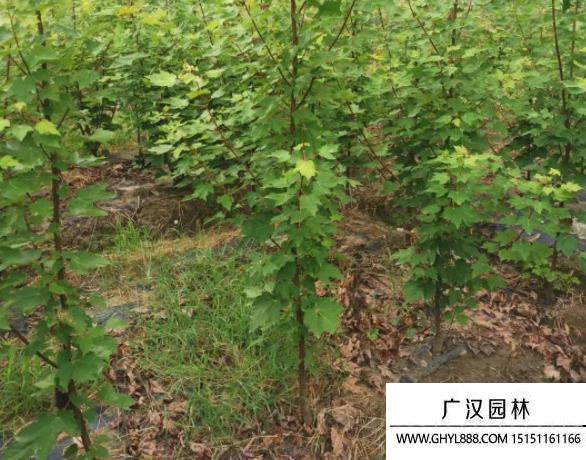 歐洲紅櫟