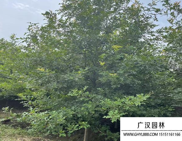 娜塔櫟