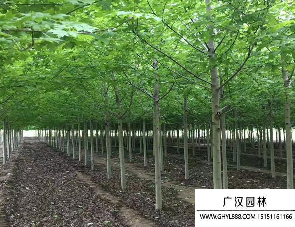 娜塔櫟