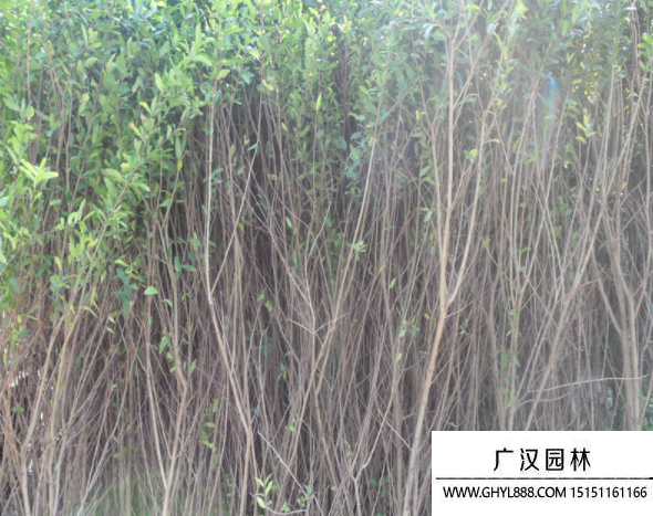 叢生石榴