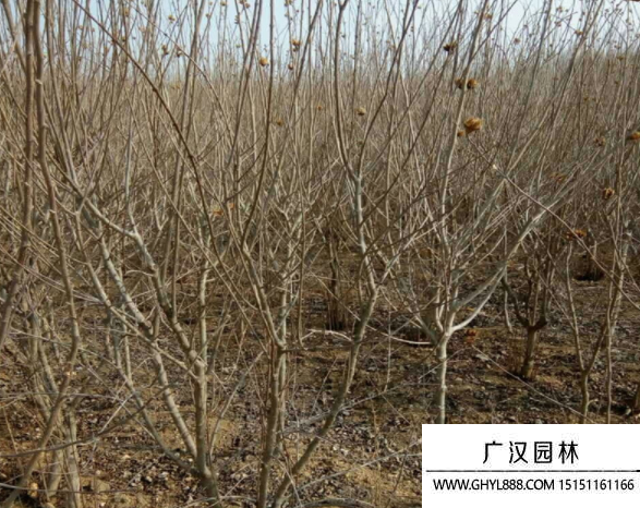 叢生石榴