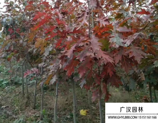 歐洲紅櫟