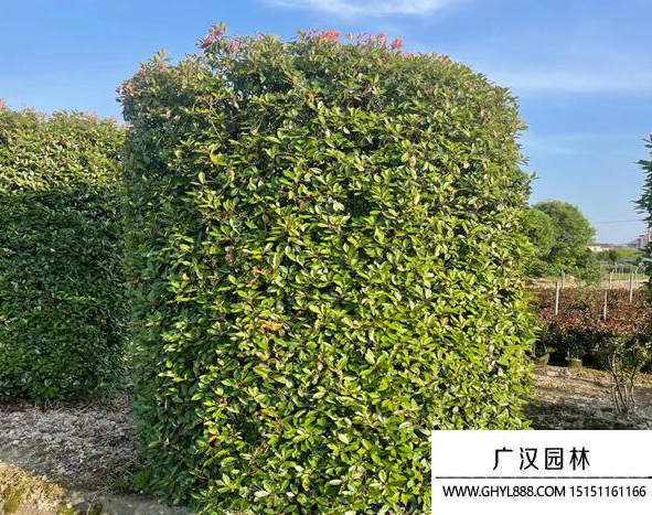 紅葉石楠柱