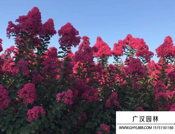 天鵝絨紫薇