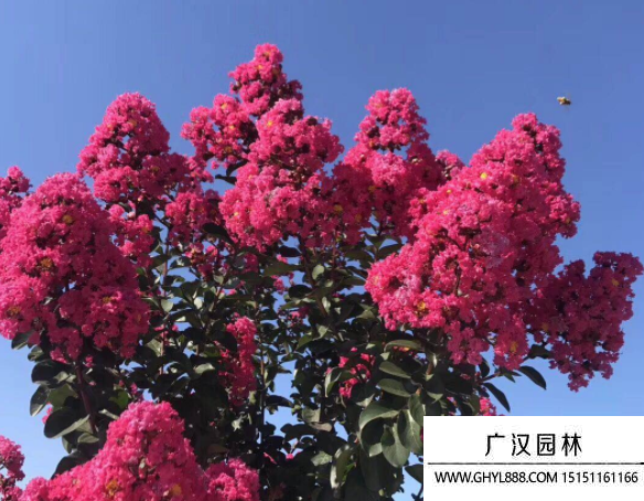 天鵝絨紫薇