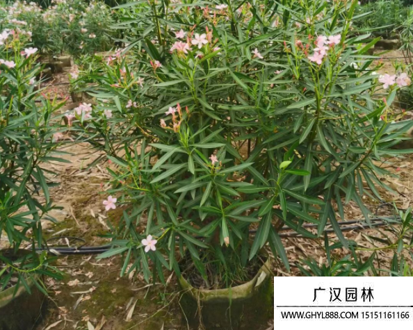 夾竹桃