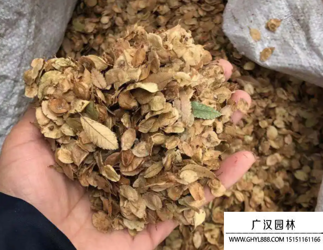 榔榆種子
