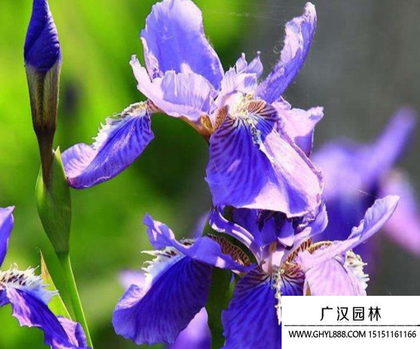 藍花鳶尾