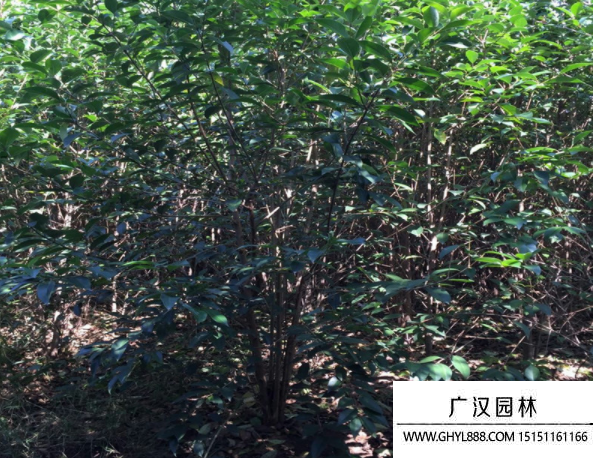 叢生大葉女貞