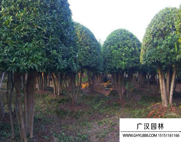叢生大葉女貞