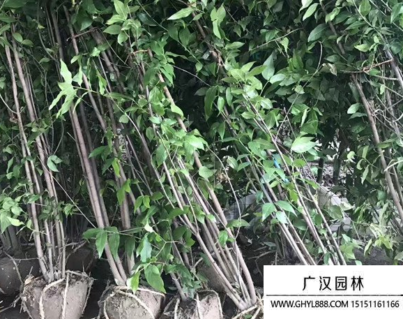 叢生臘梅