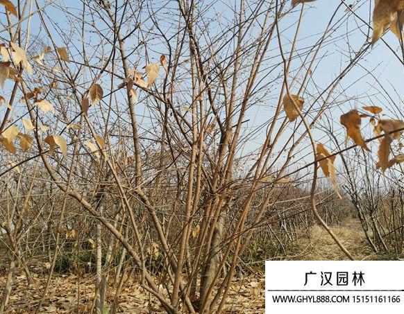 叢生臘梅
