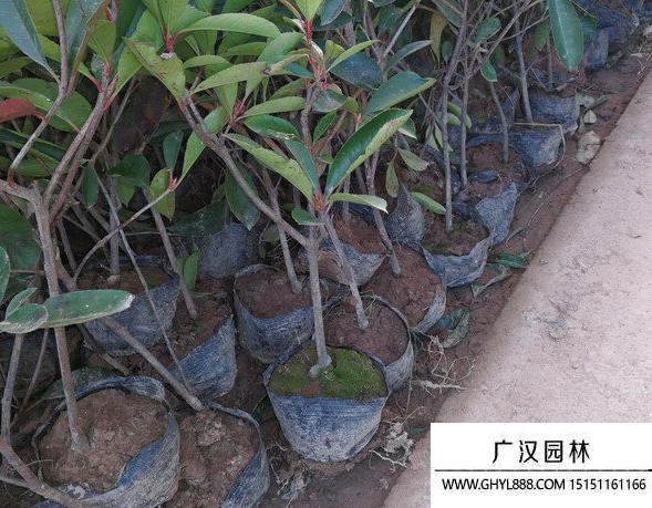 紅葉石楠