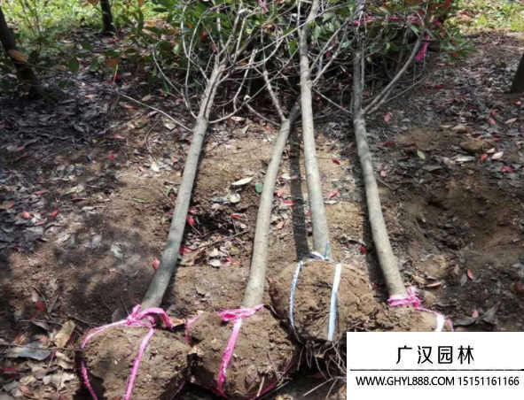 獨桿石楠