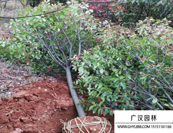 獨桿石楠