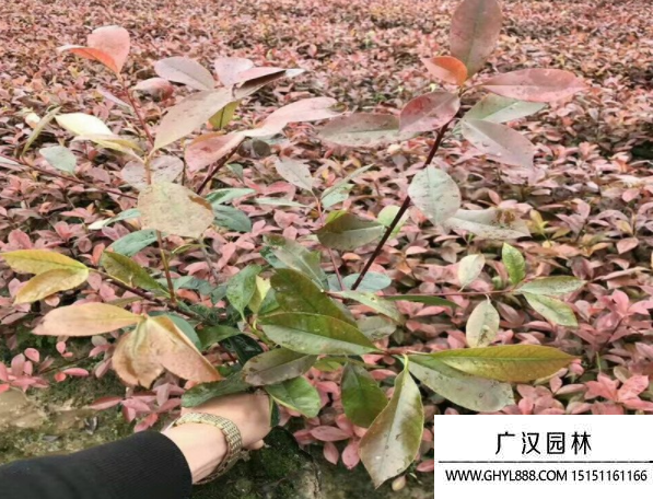 紅葉石楠