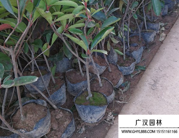 紅葉石楠