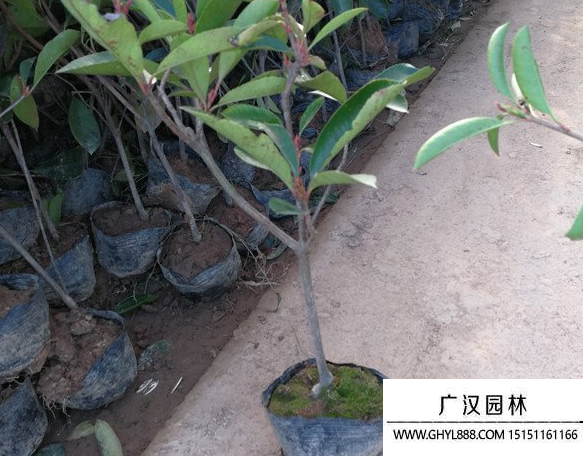紅葉石楠