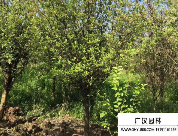 欏木石楠
