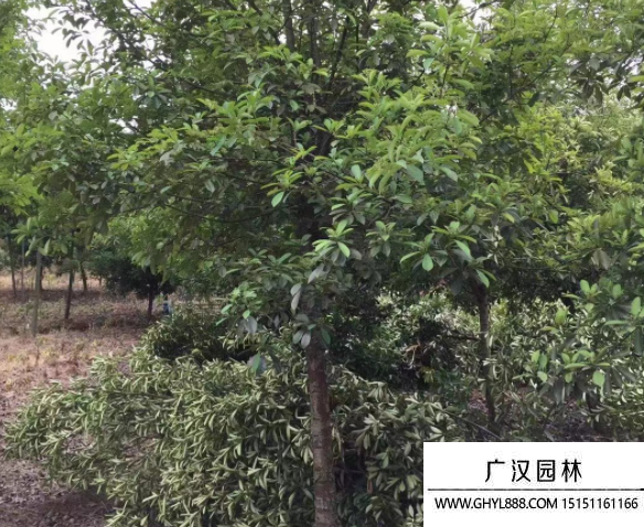 欏木石楠