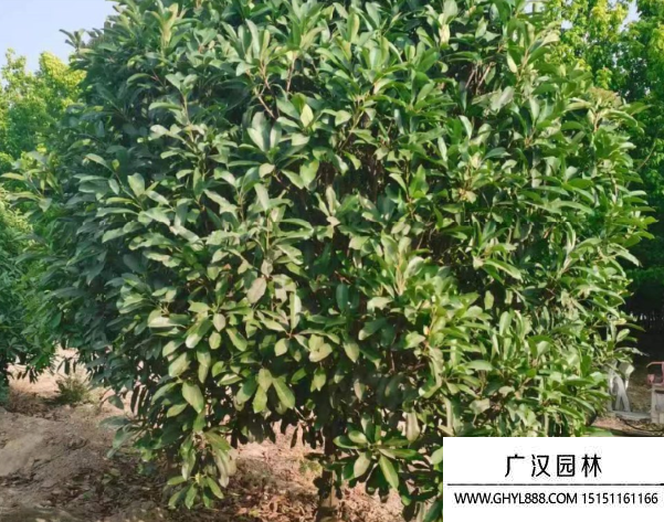 欏木石楠