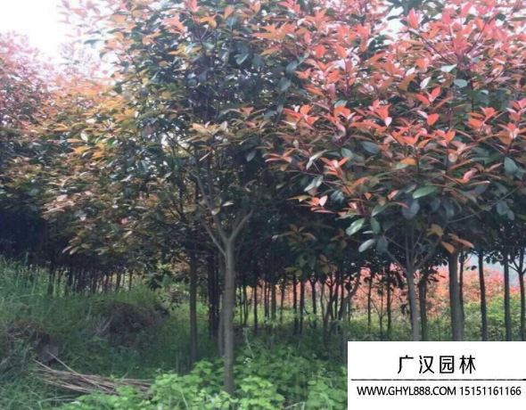 獨桿石楠