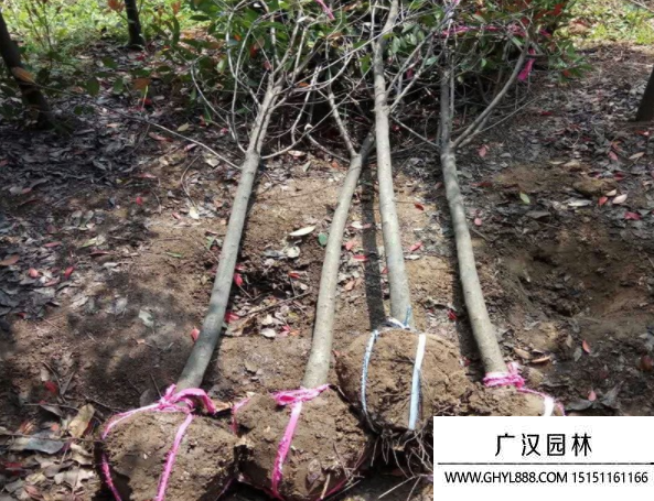 獨桿石楠