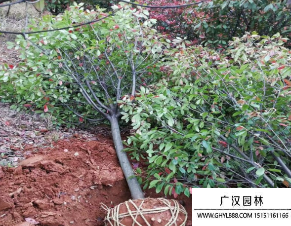 獨桿石楠