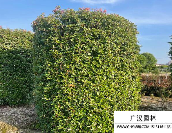 紅葉石楠柱