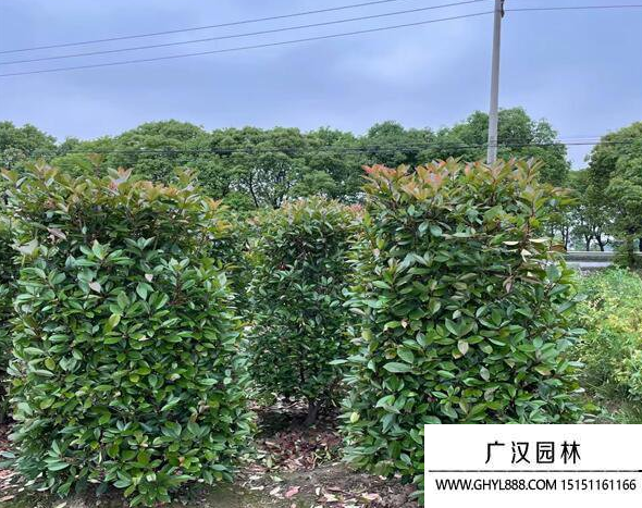 紅葉石楠柱