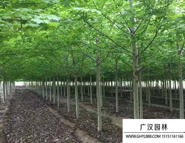 娜塔櫟